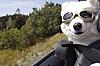 Dogs like the back seat too!-babs.jpg