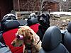 Dogs in the Cabrio?-blunjaz.jpg