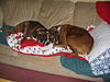 How smart is your dog?-img_0006.jpg