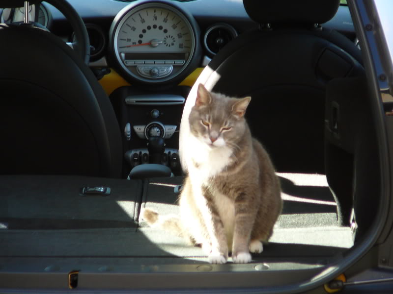 Name: BettyBoopinMINI4.jpg
Views: 535
Size: 55.0 KB