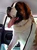 Clubmans love big dogs-photo.jpg
