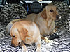 Laser Blue Clubman Owner's Club-pooch2.jpg