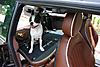 OFFICIAL Show us your Dogs in your Clubman! Pics/stories welcome!-dsc_0105.jpg