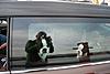 OFFICIAL Show us your Dogs in your Clubman! Pics/stories welcome!-dsc_0198.jpg