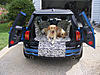 OFFICIAL Show us your Dogs in your Clubman! Pics/stories welcome!-club1rr.jpg