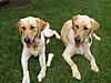 OFFICIAL Show us your Dogs in your Clubman! Pics/stories welcome!-rr2yard.jpg
