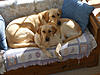 OFFICIAL Show us your Dogs in your Clubman! Pics/stories welcome!-rrcouch.jpg