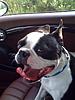 OFFICIAL Show us your Dogs in your Clubman! Pics/stories welcome!-img_0219.jpg