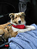 OFFICIAL Show us your Dogs in your Clubman! Pics/stories welcome!-img_2135.jpg