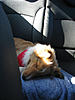 OFFICIAL Show us your Dogs in your Clubman! Pics/stories welcome!-img_2151.jpg