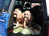 OFFICIAL Show us your Dogs in your Clubman! Pics/stories welcome!-img_0290r.jpg