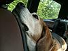 OFFICIAL Show us your Dogs in your Clubman! Pics/stories welcome!-l_e54827ffbea64729a0b28f7f2db3945a.jpg