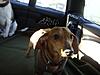 OFFICIAL Show us your Dogs in your Clubman! Pics/stories welcome!-l_f1c3bada892c49a58feecf898ecaaa50.jpg