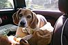 OFFICIAL Show us your Dogs in your Clubman! Pics/stories welcome!-l_32164497b4edb87e3207f4900c0ac1fd.jpg