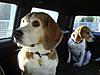 OFFICIAL Show us your Dogs in your Clubman! Pics/stories welcome!-l_89b53e2c7976401ba4512885b3fbae9e.jpg