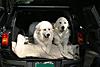 OFFICIAL Show us your Dogs in your Clubman! Pics/stories welcome!-115_1514b.jpg