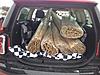 Will THAT fit in a Clubman?-photo-7-.jpg