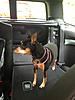 OFFICIAL Show us your Dogs in your Clubman! Pics/stories welcome!-image-1461242384.jpg