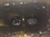 Walnut blasting R56 Mini Cooper S intake valves-before.jpg
