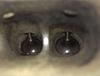 Walnut blasting R56 Mini Cooper S intake valves-after.jpg