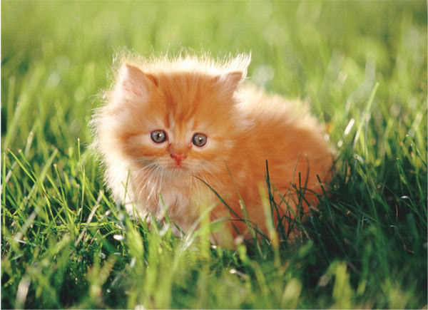 Name:  kitten.jpg
Views: 877
Size:  52.8 KB