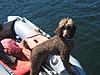 Where to put the beasts?-img_1273.jpg