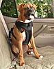 Dogs?-dog-seatbealt.jpg