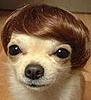 Will you trade in your old MINI when the MINI Coupe comes out??-dog.jpg