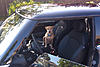 Dogs and your MINI-lucky_1.jpg