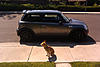 Dogs and your MINI-lucky_2.jpg