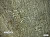 Oil Filter (OEM purflux) analysis-1.jpg