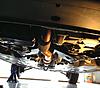 Tyrannus-img_3667.jpg