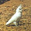 Off Topic - Lost Show Parrot Las Vegas-clip_image001.jpg