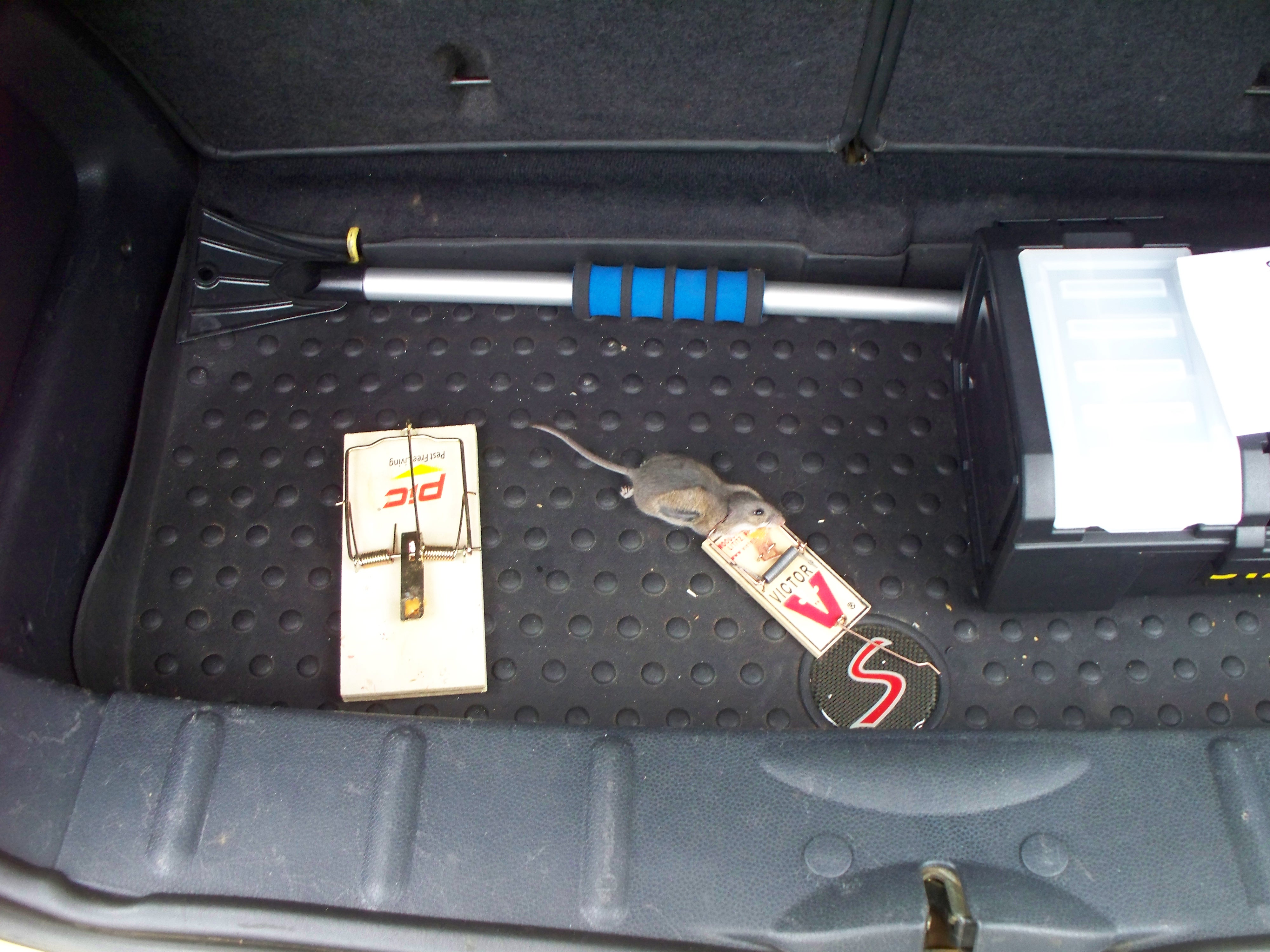 Rat damage, can you help me identify wires? - North American Motoring