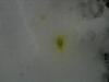 quick diognosis please (yellow liquid)-picture-030.jpg