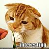 test image posting-funny-pictures-interesting-cat.jpg