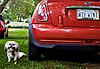 test attachment-dog-medium-.jpg