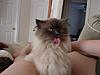 pic test-sonic1.jpg